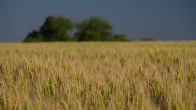 A wide landscape shot of a ripe golden wheat field swaying in the sunlight with green trees in the blurred background during summer