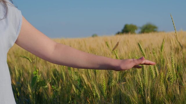 A close up shot of a young woman reaching out to touch ripe wheat ears in a sunlit grain field during a beautiful summer sunset