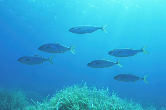 School of Carangidae species like the Greater Amberjack (Seriola dumerili). Sardinia, Italy