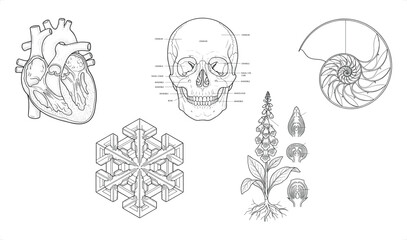 Anatomical and Geometric Illustrations with Scientific Botanical Studies Vector Art © Graphic Seller