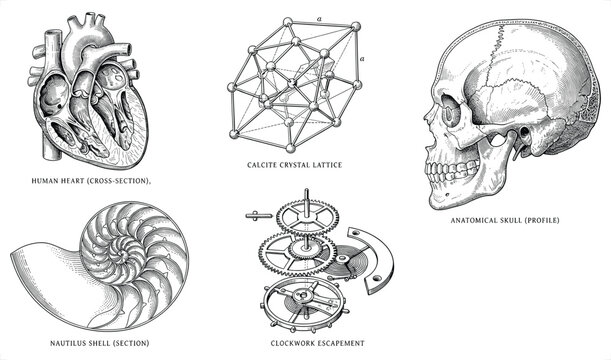 Anatomical and Scientific Elements in a Vintage Engraving Style Vector Illustration