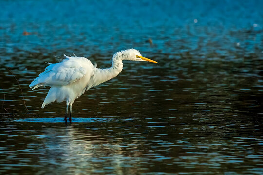Great Egret Fluffing Feathers After Preening
