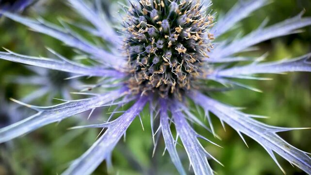 Eryngium sea holly flower fills the frame in a tight macro shot, revealing its spiky blue bracts and textured central cone.