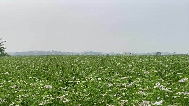 Wide cumin flower field stretches to the horizon under a hazy sky in rural Bangladesh.