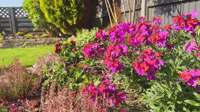Vibrant pink and purple phlox flowers bloom brightly. Lush green stems support the colorful blossoms. Sunlight highlights the garden's summer charm. Garden bed borders a neatly trimmed lawn