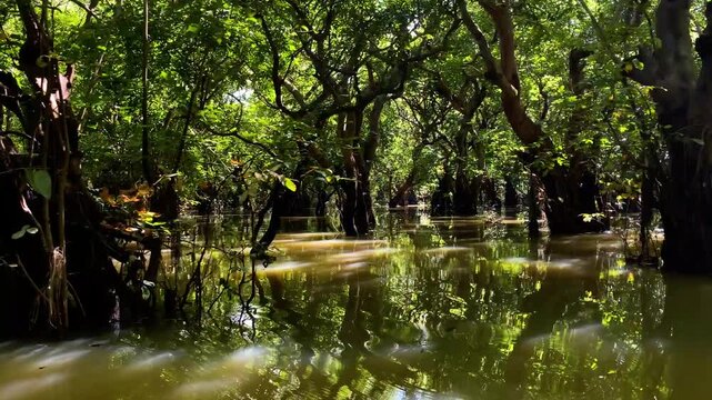 Swamp forest with tree roots, green leaves and still brown water, showing a quiet swamp habitat and tropical wetland scenery.