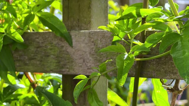 Weathered wooden trellis stands in the garden. Green vines climb its posts closely. Sunlight highlights fresh green leaves. Lush foliage suggests healthy growth. Perfect for nature or garden content