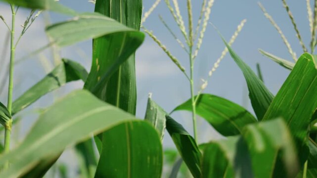 Detailed close-up of green corn plants with long leaves and mature flowering tassels extending toward a bright blue sky. The shallow perspective captures the natural structure and movement of the crop