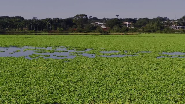 Floating aquatic vegetation covers much of Lake Paranoa in Brasilia, Federal District, Brazil, leaving scattered open water surrounded by urban shoreline and riparian vegetation, handheld pan.