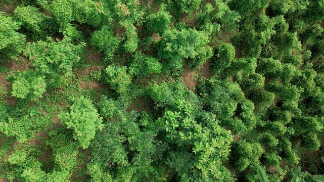 Aerial drone shot flying over a lush green tropical jungle filled with countless trees. A beautiful natural landscape in South America