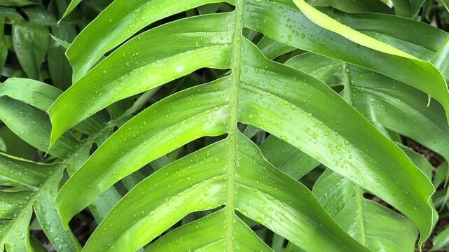 Close Up of Green Monstera Leaf with Rain Drops After Rain