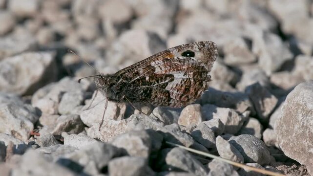 A Grayling Butterfly. Arnside Knott.