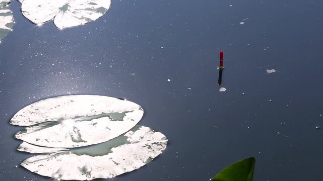 A red and black fishing float floats in the calm water of a lake near water lilies in the sunshine, when the float stops motionless in the sunlight.