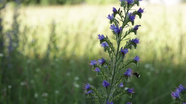 Close-up of vibrant blue wildflowers attracting busy bumblebees in a sunlit meadow