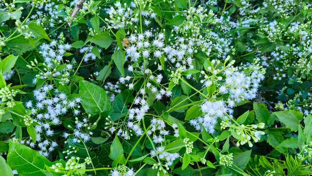 Wild White Fluffy Flowers called "Minjangan or Kirinyuh" Blooming on Green Shrub, Natural Background with Copy Space
