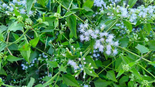 Wild White Fluffy Flowers called "Minjangan or Kirinyuh" Blooming on Green Shrub, Natural Background with Copy Space
