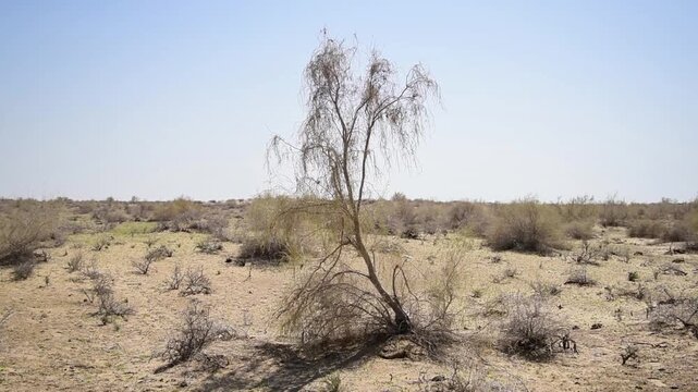 desert Karakum. Desert video, desert bush saxaul blown by dry wind. Turkmenistan	