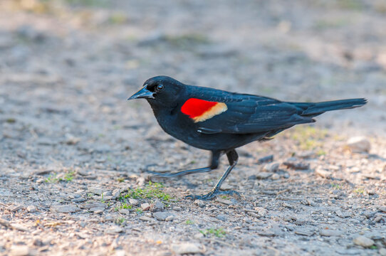 Red-Winged Blackbird Foraging for Food