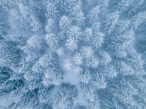Aerial view of a frozen alpine forest in winter with frost-covered trees. Cold seasonal nature background in the French Alps, France