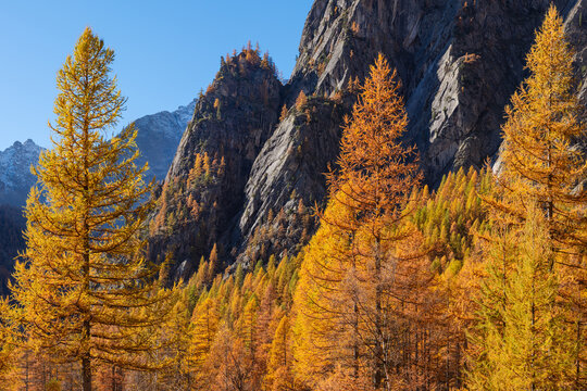 Autumn larch forest with golden foliage below Mont Pelvoux cliffs. Vallouise region in Ecrins National Park, French Alps. Hautes-Alpes, France