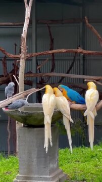 Vibrant macaws and gray parrots gather around a stone birdbath for a refreshing drink in this beautiful animal motion footage