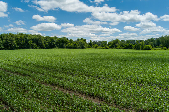 Corn Zea Mays crop field growing under blue summer sky