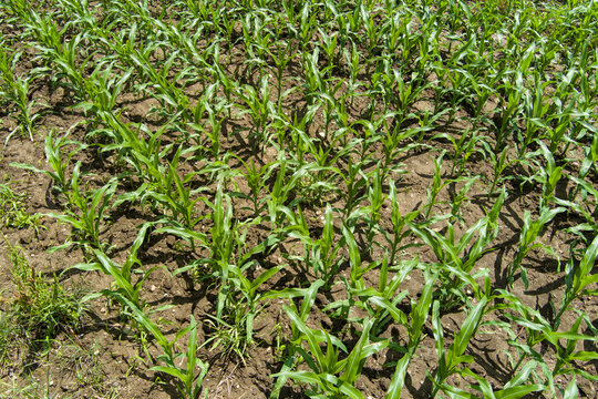 Young corn Zea Mays plants growing in rows in agricultural field