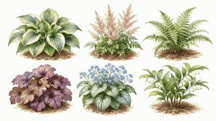 Fototapeta premium Shady Garden Plants isolated watercolor vector illustration svg
