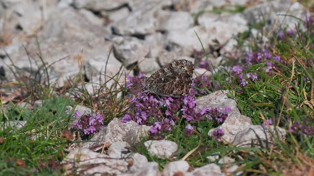 A Grayling Butterfly Feeding on Wild Thyme. Arnside Knott.