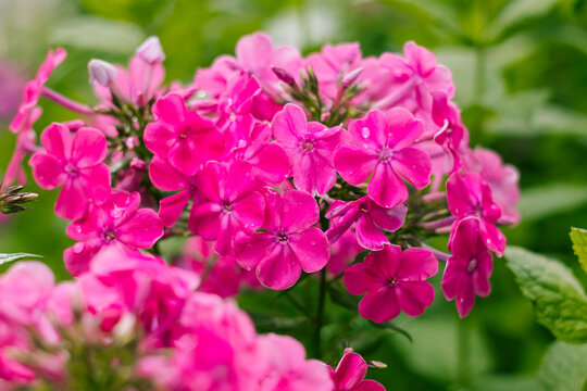 Delicate pink phlox flowers blooming on upright stems in a vibrant summer garden, framed by rich green foliage and a soft-focus background.