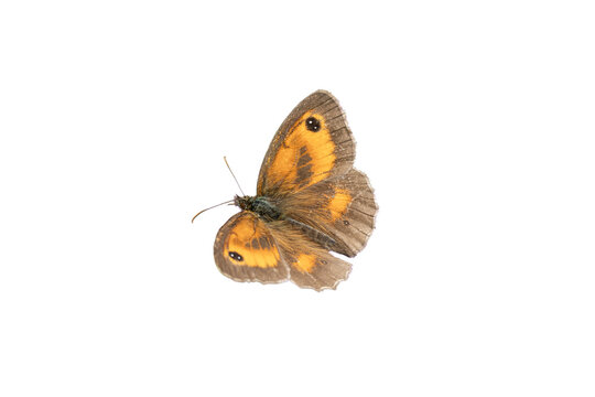 Gatekeeper butterfly (Pyronia tithonus) also known as Hedge Brown with its wings open which is found flying in spring and summer, png file cut out and isolated on a transparent background