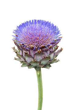 Cynara cardunculus a summer autumn fall flowering plant with a purple summertime flower  known as cardoon or globe artichoke, png file cut out and isolated on a transparent background