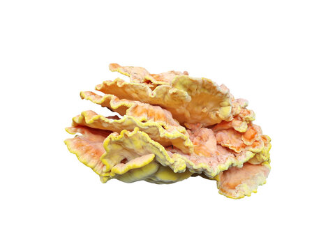 Chicken of the Woods (Laetiporus sulphureus) is an orange-yellow shelf fungus, edible meaty texture and flavour resembling chicken, png file cut out and isolated on a transparent background