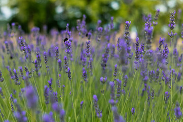 Fototapeta premium Purple lavender blossoms stand out against a beautifully blurred background, capturing the charm of a flowering garden during the peak of the summer season.