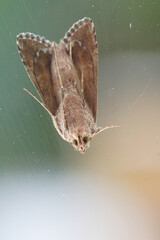 papillon © david delecourt