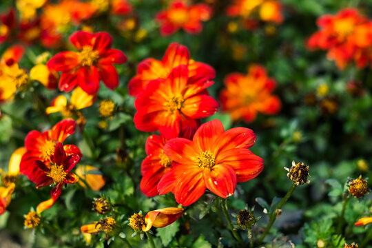 Vibrant red and orange bidens flowers blooming in a lush summer garden, surrounded by rich green foliage and a soft natural bokeh background.