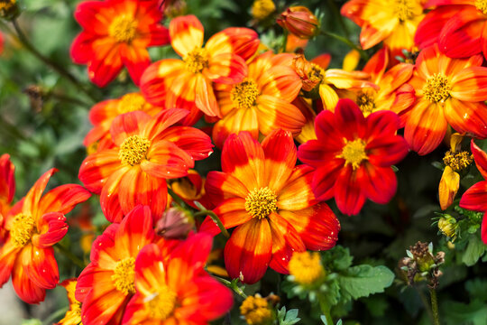 Macro view of vibrant bidens flowers showcasing brilliant red and orange tones, surrounded by healthy foliage in a colorful summer landscape.