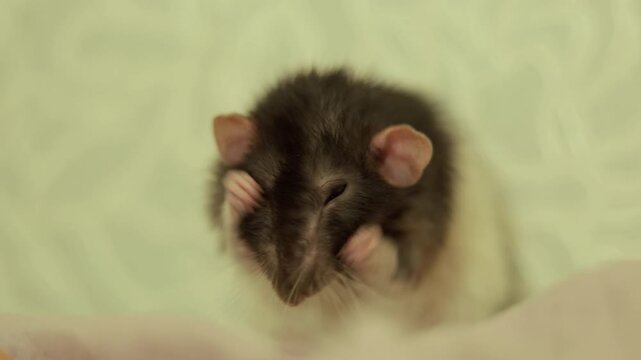Close-up of a cute domestic rat grooming its face and paws with gentle movements