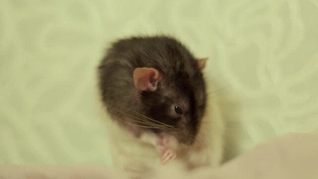Close-up of a cute domestic rat grooming its paws with soft fur and whiskers