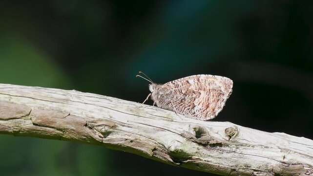 A Grayling Butterfly Resting on a Branch
