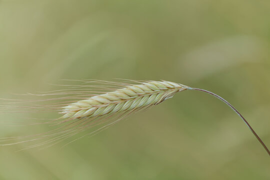Closeup of a single barley ear with long awns bending over a green field