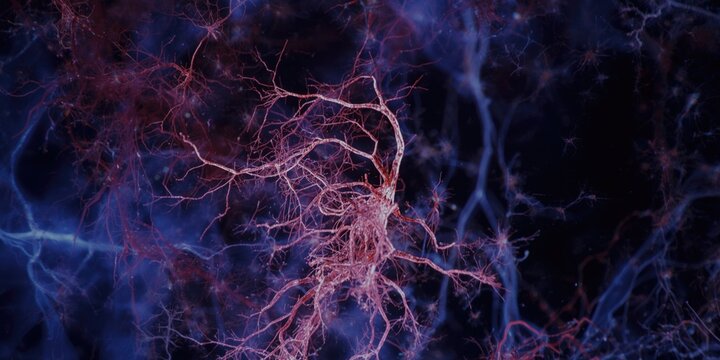 Microscopic image showing silver chromate stained white matter astrocytes in cerebellar cortex