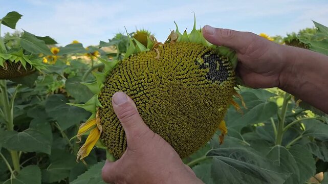 Mains d'un technicien agricole ou d'un agriculteur v&eacute;rifiant la qualit&eacute; des graines sur une fleur de tournesol m&ucirc;re avant r&eacute;colte