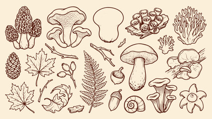 Detailed nature illustration with mushrooms leaves pinecones acorns branches coral shapes and snail shell arranged on beige background highlighting diverse forest elements © Abdul Waheed Studio