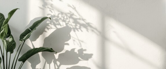 Obraz premium Green Plant Casting Shadows on a White Wall in Soft Light