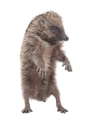 hedgehog standing on hind legs isolated on white background. © fotomaster