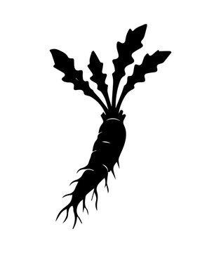 Chicory Root Silhouette