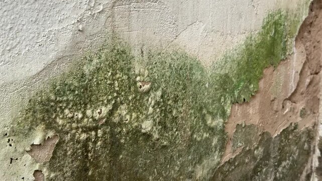 Cracked paint and mold on wall