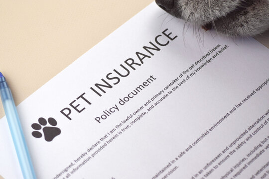 Animal insurance to protect pets health.