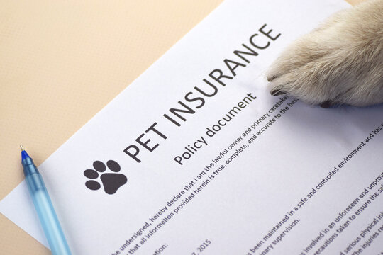 Animal insurance to protect pets health.
